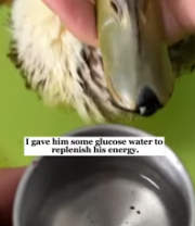 T2611001 ice to love rescuing frozen duck #rescue #animals #fyp #duck_part2