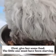 T2611004 kicked to love,I rescued paralyzed puppy!#rescue #animals #fyp part2