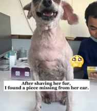 T2611006 years to Choosing love,no matter timeline. #rescue part2