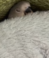 T2611007_rescued shivering parrot happened #rescue #animals #fyp_part2