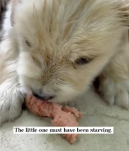 T2611076 Would you save him is our story. #rescue #animals #fyp #puppy_part2