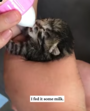 T2611075 saw little kitten on road then #fyp #rescue #animals part2