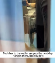 T2611070 found an injured puppy on side of road! #rescue #animals #fyp part2