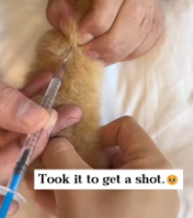 T2611072 found newborn kitten in bushes!#rescue #animals #fyp #kitten_part2