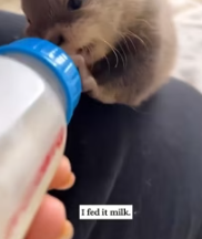 T2611073 When kayaking,an otter swam towards me then #fyp #rescue #animals part2