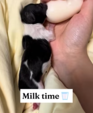 T2611071 found newborn puppy on side of puppy!#rescue #animals #puppy_part2