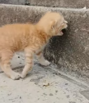 T2611069 found little kitten covered in mud by roadside then part2