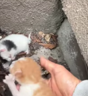 T2611067 She left her babies so became cat mom.#rescue #animals #fyp #kitten_part2