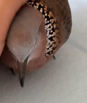 T2611068 Dove shelteread rain on my windowsill Then everything part2