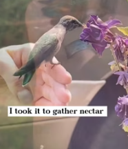 T2611065 found very small egg outdoors brought it home,never expecting_part2