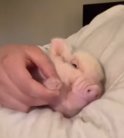 T2611064 Wow,I actually found little pig outdoors!#rescue #animals #fyp #pig_part2