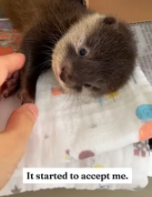T2611062 My husband found lost little otter in wild!#rescue #animals_part2