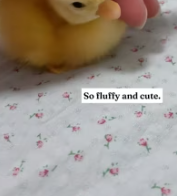 T2611061 These three ducklings thought was their mom followed me all part2