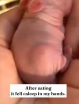 T2611060 found hairless animal in my backyard!#rescue #animals #fyp #rabbit part2