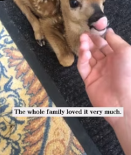 T2611057 took in trapped fawn helped it find its mother.Unexpectedly part2