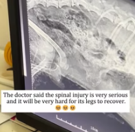 T2611054 rescued paralyzed stray puppy!#rescue #animals #fyp #puppy #dog _part2