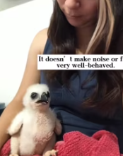 T2611056 found lone little animal while walking my dog.It turned to be _part2