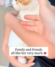 T2611053 Rescuing kitten trapped in stone! #rescue #animals #fyp ##kitten part2