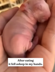 T2611051 found hairless animal in my backyard!#rescue #animals #fyp #rabbi…_part2