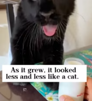 T2611049 My kitten grew up into black panther!#rescue #animals #fyp #kitten (1)_part2