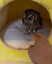 T2611047 While walking my dogs,they found lone baby owl!#rescue #animals part2