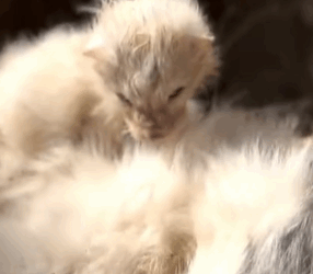 T2611010 little fox lost her mother.I decided to adopt her!#rescue #animals part2