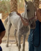 T2611048 Rescued an abandoned white horse ruins!#rescue #animals #fyp part2