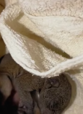 T2611046 Found hairless animal outdoors.After raising it,unexpectedly it was…_part2