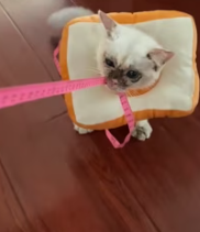 T2611055 Rescue stray cat turns out love can truly grow flesh blood part2