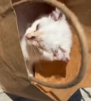 T2611043 Rescue stray cat turns out love can truly grow flesh blood part2