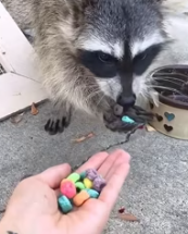 T2611039 Found baby raccoon in trash! #rescue #animals #fyp #raccoon part2