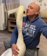 T2611040 rescued swan stuck in tree,what happened after released it part2