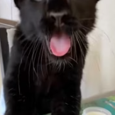 T2611038 My kitten grew up into black panther!#rescue #animals #fyp #kitten_part2