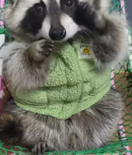 T2611050 Found baby raccoon in trash! #rescue #animals #fyp #raccoon part2