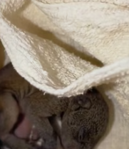 T2611058 Found hairless animal outdoors.After raising it,unexpectedly part2