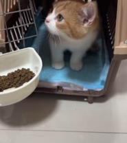 T2611041 Rescuing kitten trapped in stone! #rescue #animals #fyp ##kitten_part2