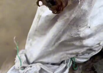 T0312018 #fyp #helpanimals