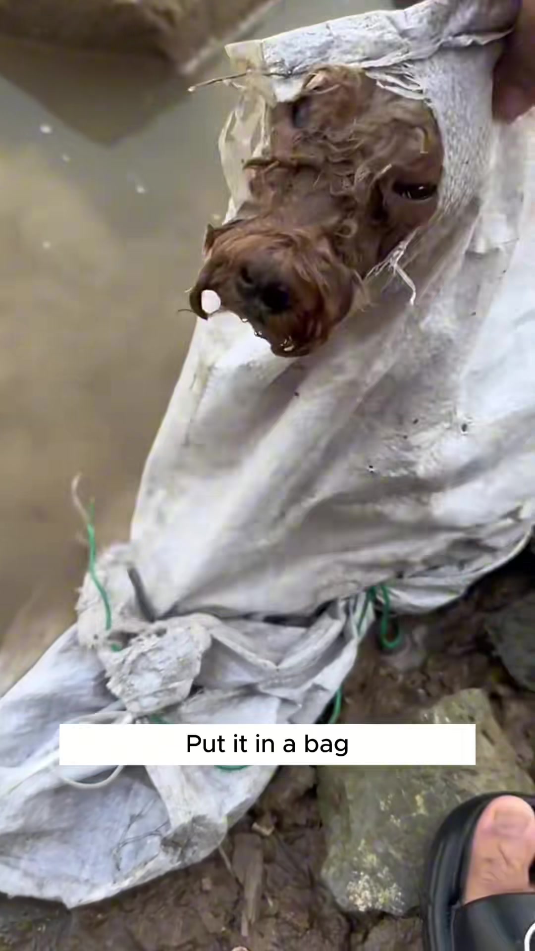 T0312018 #fyp #helpanimals