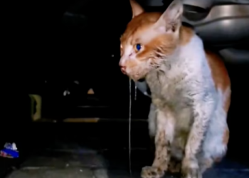 T3112011 He didn’t even have the strength to walk away anymore. Someone passed… but one person stopped