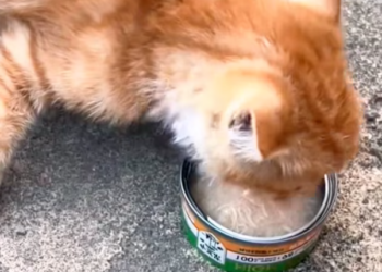 T3112012 Every step hurt… but stopping meant giving up. He kept moving anyway