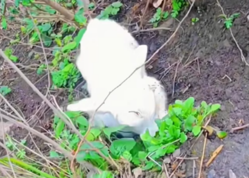 T3112014 Cold, stuck, and slowly sinking… he waited without knowing if anyone would come.