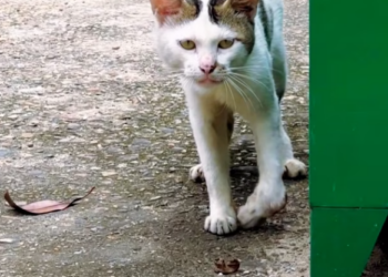 T3112015 He cried until his voice broke… hoping someone would understand.