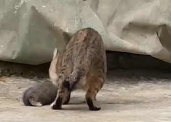 T3112016 One slip… and it would all be over. He stayed frozen in fear.