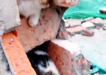 T3112017 They weren’t playing… they were begging to survive.