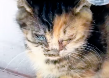 T3112018 He could barely see… but he still cried for help.