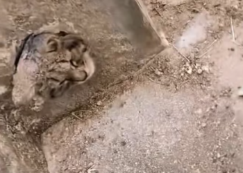 T3112020 He couldn’t move… he could only cry and wait.