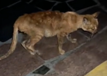 T3112021 He stayed where no one would look… hoping someone would.