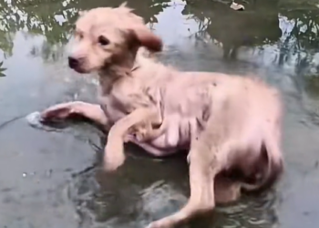 T3112023 Too small to escape… too scared to cry loud.