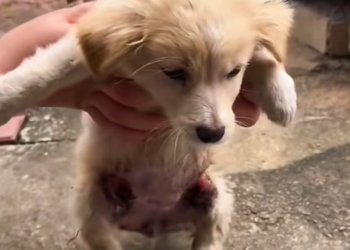 T3112024 He didn’t understand pain… only fear.