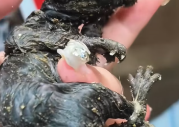 T3112025 Born into silence… and left there.